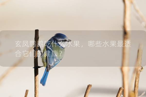 玄凤鹦鹉吃什么水果，哪些水果最适合它们的健康？