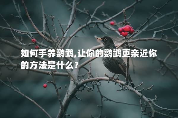 如何手养鹦鹉,让你的鹦鹉更亲近你的方法是什么？