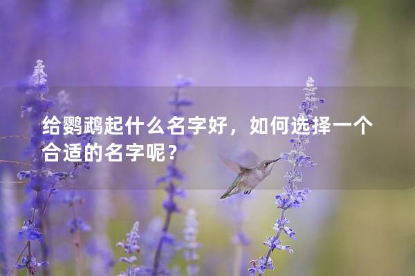 给鹦鹉起什么名字好，如何选择一个合适的名字呢？