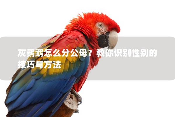 灰鹦鹉怎么分公母？教你识别性别的技巧与方法
