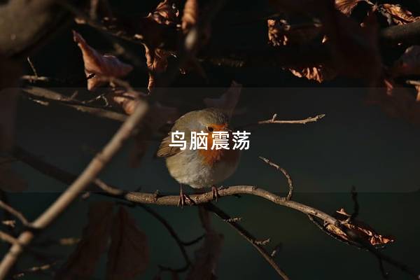 鸟脑震荡