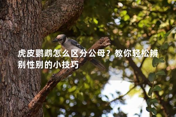 虎皮鹦鹉怎么区分公母？教你轻松辨别性别的小技巧