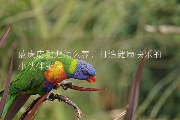 蓝虎皮鹦鹉怎么养，打造健康快乐的小伙伴秘诀
