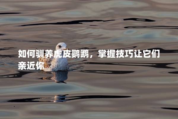 如何驯养虎皮鹦鹉，掌握技巧让它们亲近你