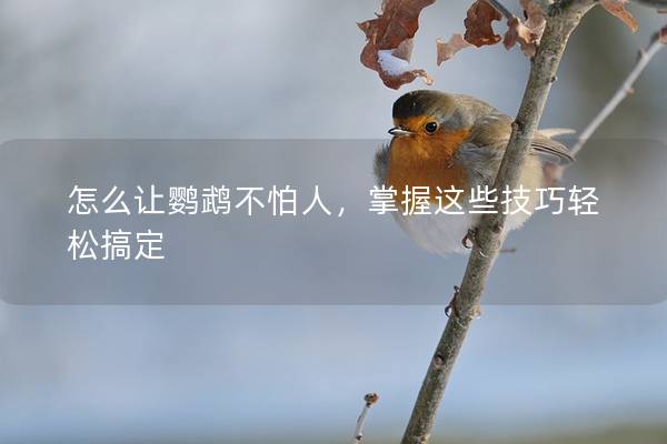 怎么让鹦鹉不怕人，掌握这些技巧轻松搞定