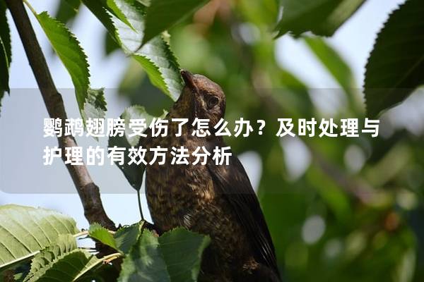 鹦鹉翅膀受伤了怎么办？及时处理与护理的有效方法分析
