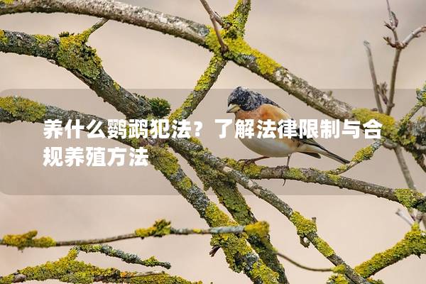 养什么鹦鹉犯法？了解法律限制与合规养殖方法