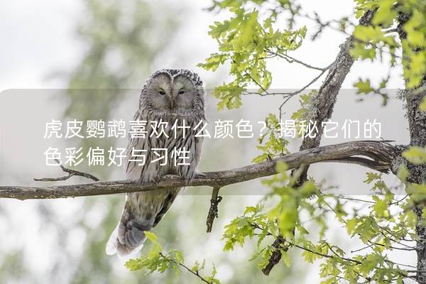 虎皮鹦鹉喜欢什么颜色？揭秘它们的色彩偏好与习性