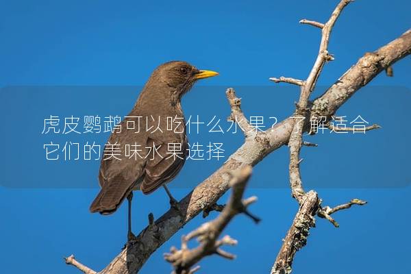 虎皮鹦鹉可以吃什么水果？了解适合它们的美味水果选择