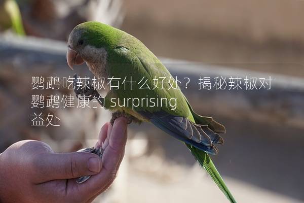 鹦鹉吃辣椒有什么好处？揭秘辣椒对鹦鹉健康的 surprising 益处