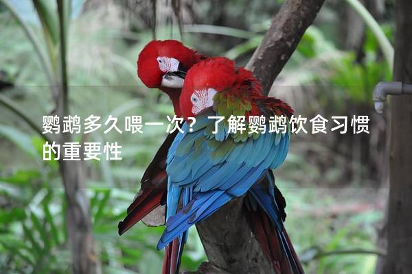 鹦鹉多久喂一次？了解鹦鹉饮食习惯的重要性