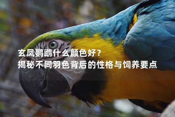 玄凤鹦鹉什么颜色好？ 揭秘不同羽色背后的性格与饲养要点