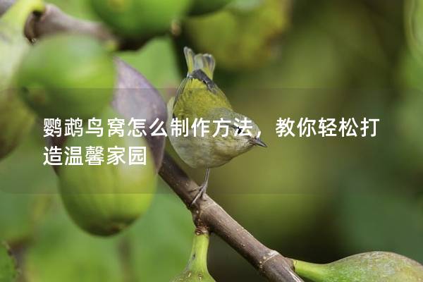 鹦鹉鸟窝怎么制作方法，教你轻松打造温馨家园