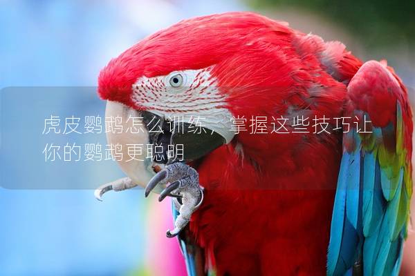 虎皮鹦鹉怎么训练，掌握这些技巧让你的鹦鹉更聪明