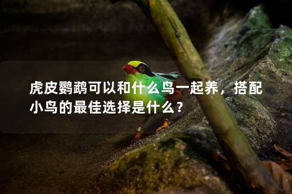 虎皮鹦鹉可以和什么鸟一起养，搭配小鸟的最佳选择是什么？