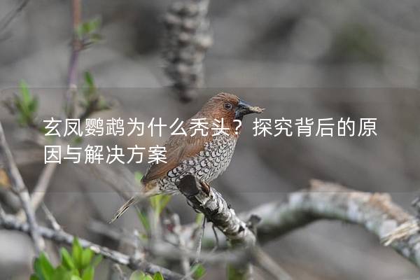 玄凤鹦鹉为什么秃头？探究背后的原因与解决方案