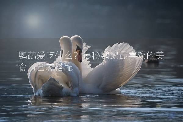 鹦鹉爱吃什么？揭秘鹦鹉最喜欢的美食与营养搭配
