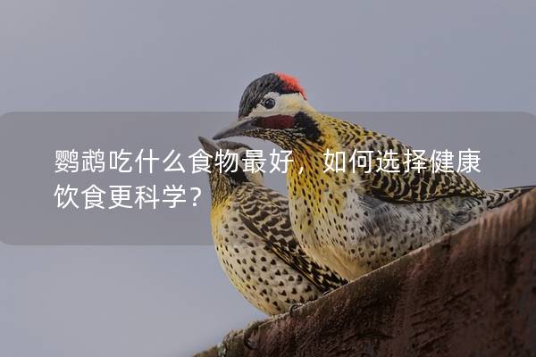 鹦鹉吃什么食物最好，如何选择健康饮食更科学？