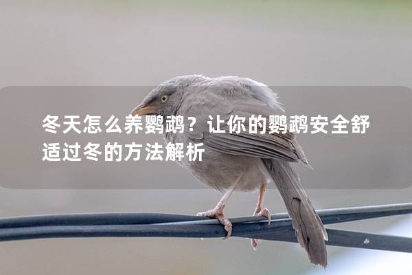 冬天怎么养鹦鹉？让你的鹦鹉安全舒适过冬的方法解析