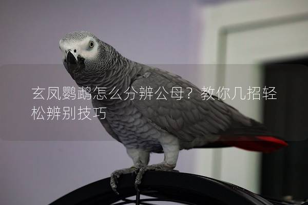 玄凤鹦鹉怎么分辨公母？教你几招轻松辨别技巧