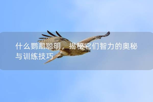 什么鹦鹉聪明，揭秘它们智力的奥秘与训练技巧