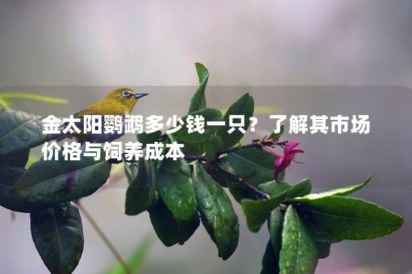 金太阳鹦鹉多少钱一只？了解其市场价格与饲养成本