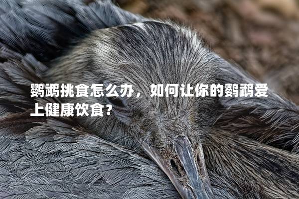 鹦鹉挑食怎么办，如何让你的鹦鹉爱上健康饮食？