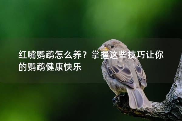 红嘴鹦鹉怎么养？掌握这些技巧让你的鹦鹉健康快乐