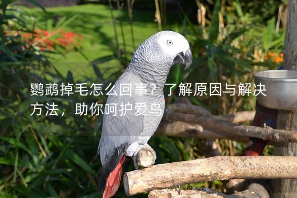鹦鹉掉毛怎么回事？了解原因与解决方法，助你呵护爱鸟