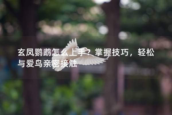 玄凤鹦鹉怎么上手？掌握技巧，轻松与爱鸟亲密接触