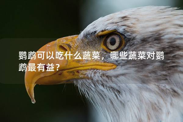 鹦鹉可以吃什么蔬菜，哪些蔬菜对鹦鹉最有益？