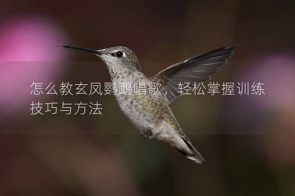 怎么教玄凤鹦鹉唱歌，轻松掌握训练技巧与方法