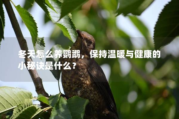 冬天怎么养鹦鹉，保持温暖与健康的小秘诀是什么？