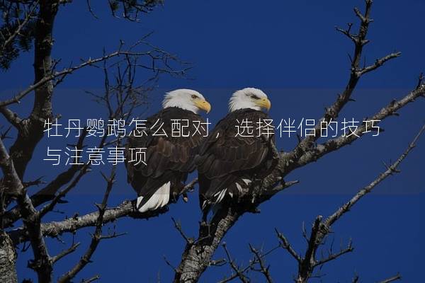 牡丹鹦鹉怎么配对，选择伴侣的技巧与注意事项