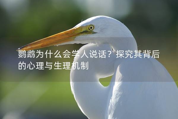 鹦鹉为什么会学人说话？探究其背后的心理与生理机制