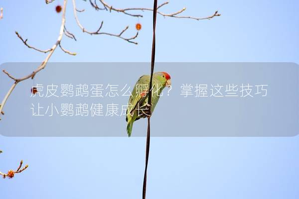 虎皮鹦鹉蛋怎么孵化？掌握这些技巧让小鹦鹉健康成长