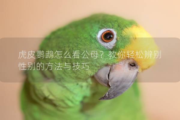 虎皮鹦鹉怎么看公母？教你轻松辨别性别的方法与技巧
