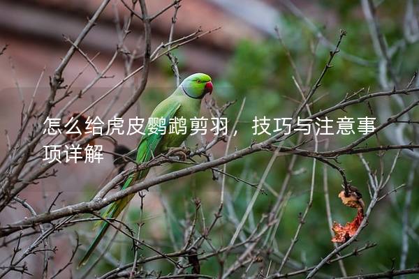 怎么给虎皮鹦鹉剪羽，技巧与注意事项详解