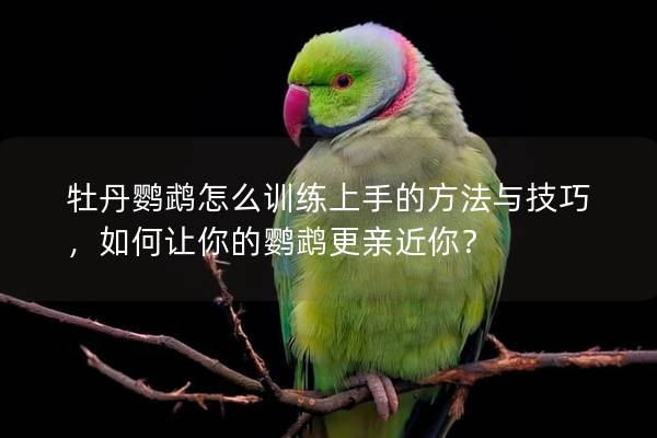 牡丹鹦鹉怎么训练上手的方法与技巧，如何让你的鹦鹉更亲近你？