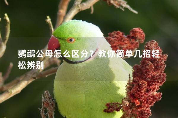 鹦鹉公母怎么区分？教你简单几招轻松辨别