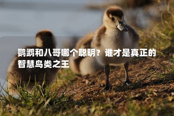 鹦鹉和八哥哪个聪明？谁才是真正的智慧鸟类之王