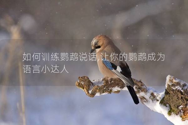 如何训练鹦鹉说话,让你的鹦鹉成为语言小达人