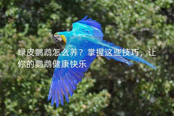 绿皮鹦鹉怎么养？掌握这些技巧，让你的鹦鹉健康快乐