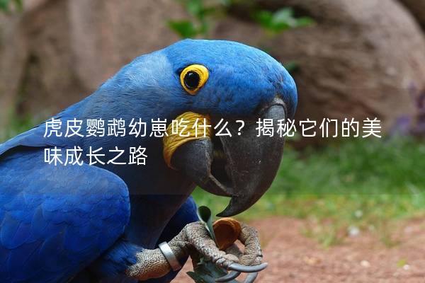 虎皮鹦鹉幼崽吃什么？揭秘它们的美味成长之路