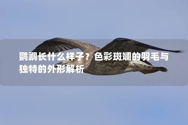 鹦鹉长什么样子？色彩斑斓的羽毛与独特的外形解析