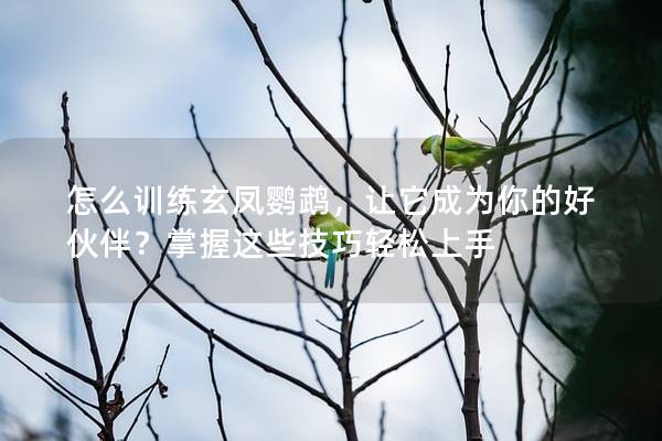怎么训练玄凤鹦鹉，让它成为你的好伙伴？掌握这些技巧轻松上手