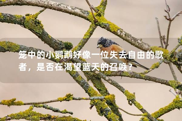 笼中的小鹦鹉好像一位失去自由的歌者，是否在渴望蓝天的召唤？