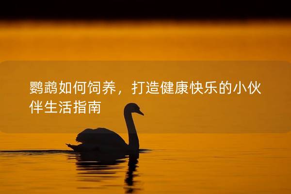 鹦鹉如何饲养，打造健康快乐的小伙伴生活指南