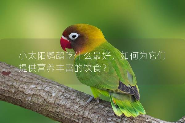 小太阳鹦鹉吃什么最好，如何为它们提供营养丰富的饮食？