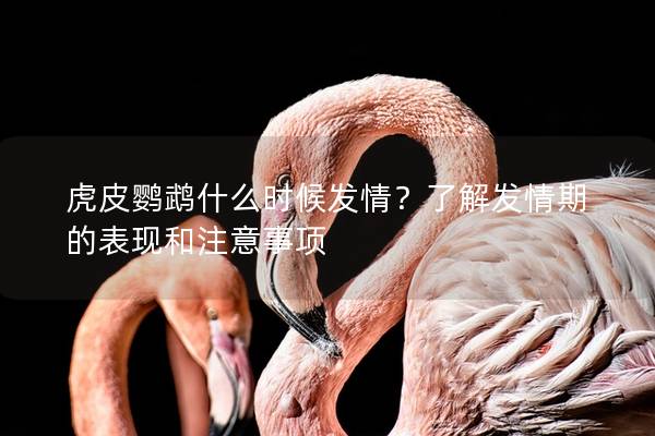 虎皮鹦鹉什么时候发情？了解发情期的表现和注意事项